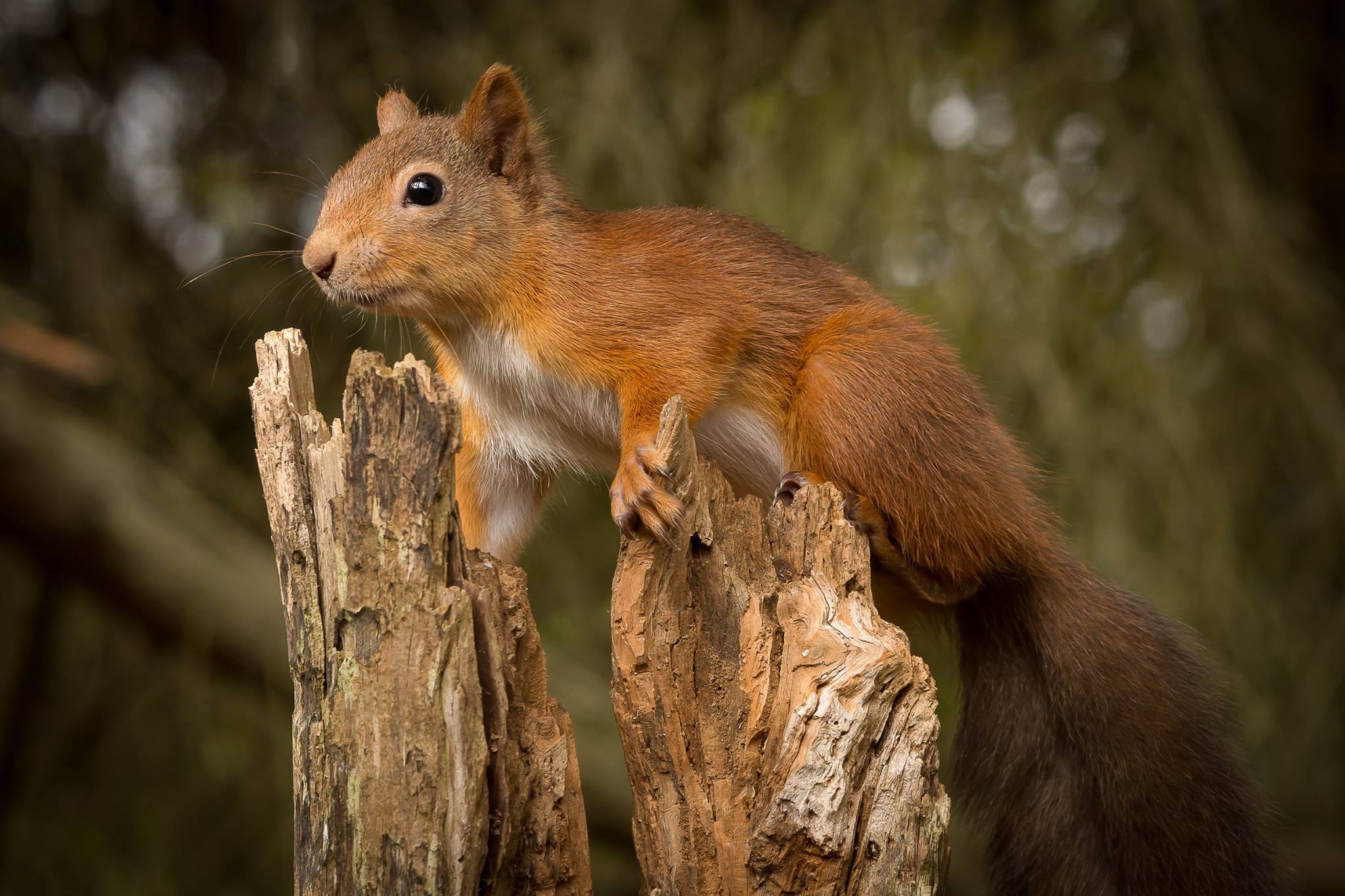 red squirrel at the pottting shed hide, aviemore The 