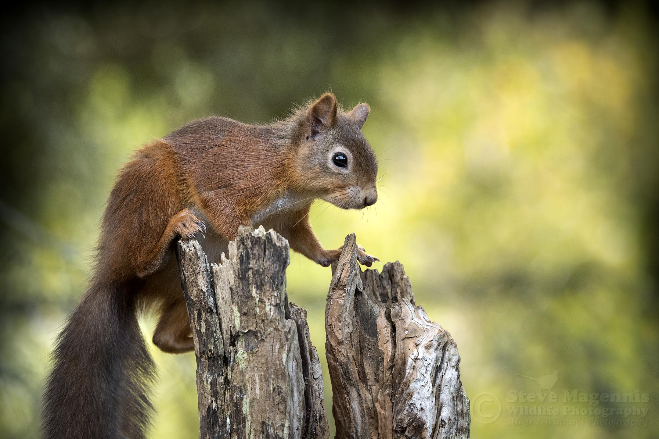 red squirrel at inshriach, wild life hide